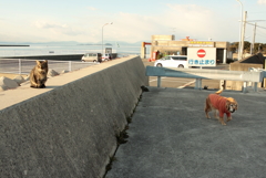 営業本部長みゅうちゃん＠北条水軍ユースホステル