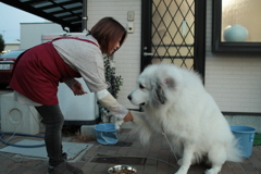 ご飯前のお手とイェイをするココちゃん