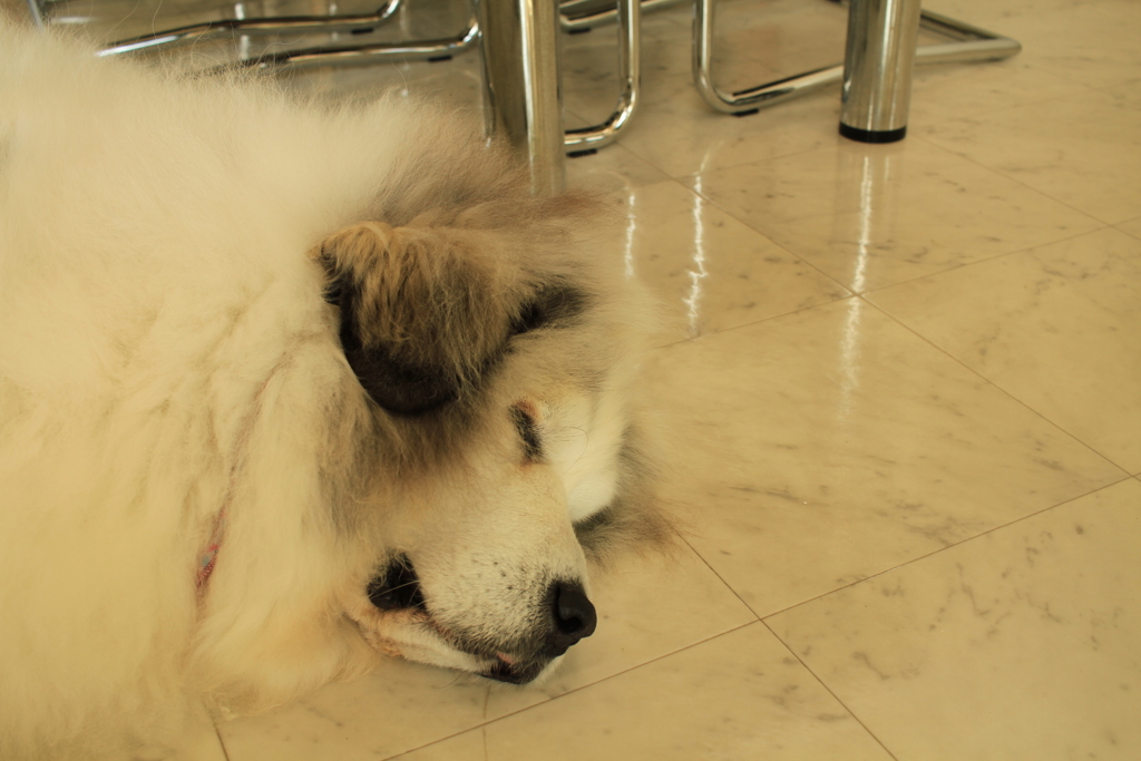 お店番してるココさん