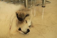 お店番してるココさん