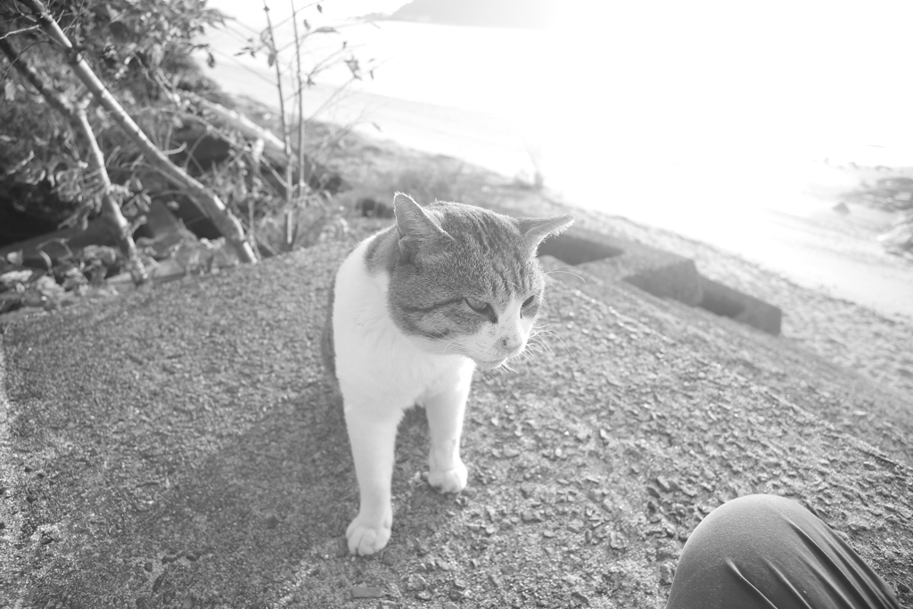 風邪ひいちゃったトム君