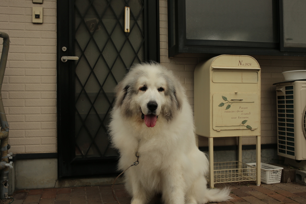 今日も元気なココさん