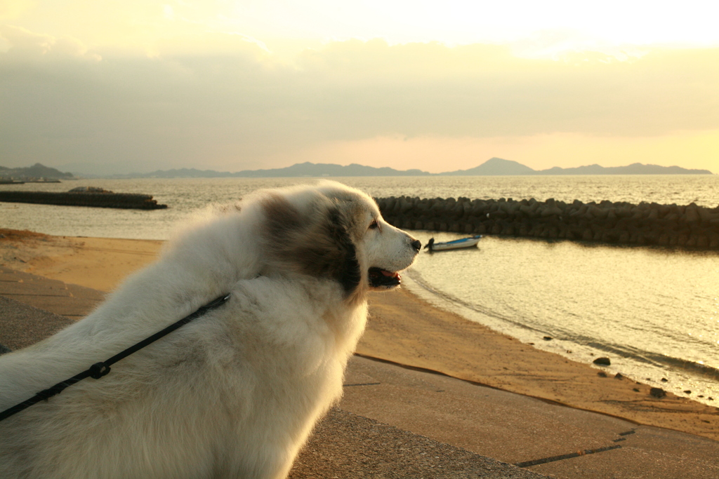 海を見てるココさん
