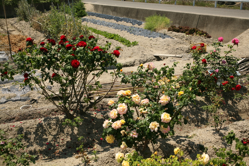 バラの時期だな