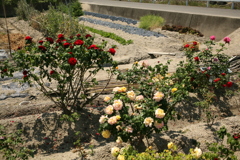 バラの時期だな