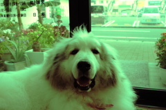 変な色でもかわいいココさん