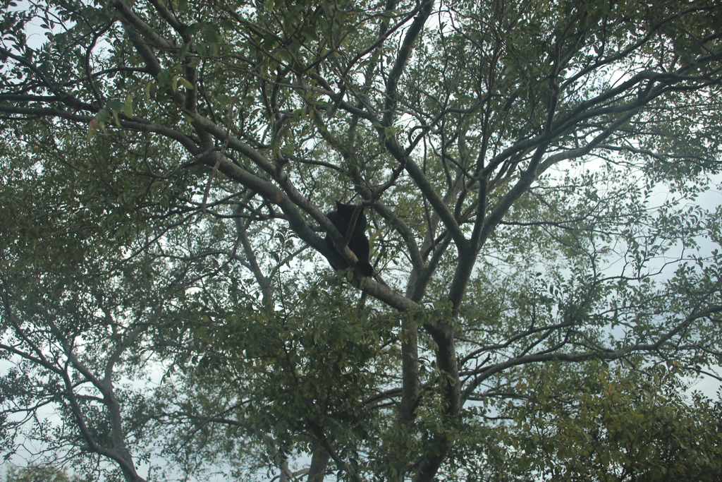 柳だったらネコヤナギだな