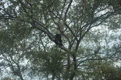 柳だったらネコヤナギだな