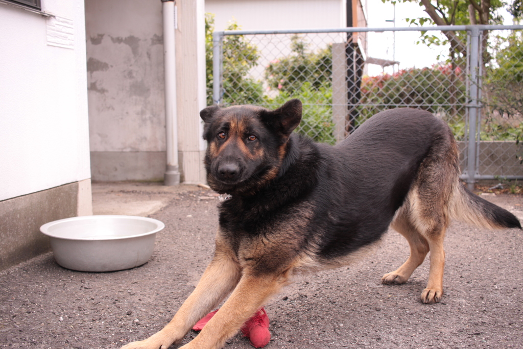 ヒマジンはGWもいつも通り