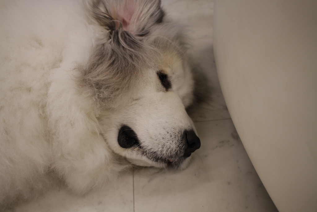 シャンプー行ってきてふかふかになってるココさん