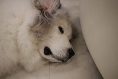 シャンプー行ってきてふかふかになってるココさん