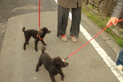 メロンちゃんともう一匹はそーちゃんって言ってたかいな