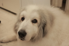 お店番してるココさん