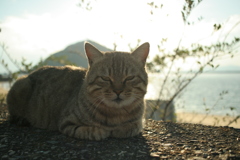 逆光ねこ