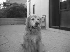 今日は海水浴してきたみゅうちゃん