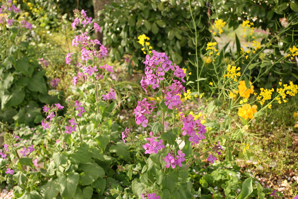 ＠2019-04-16　ニューレンズゲッツ