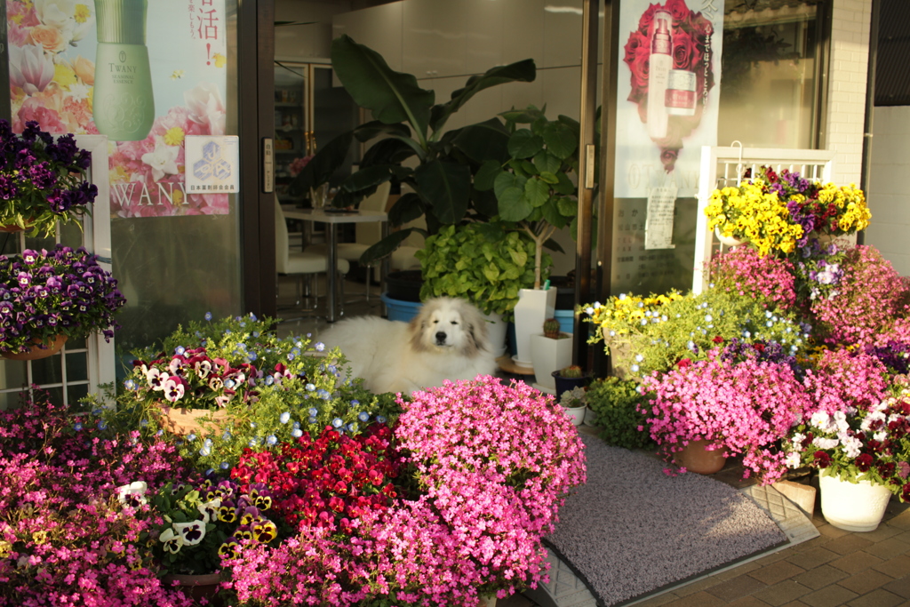 門番してるココ様