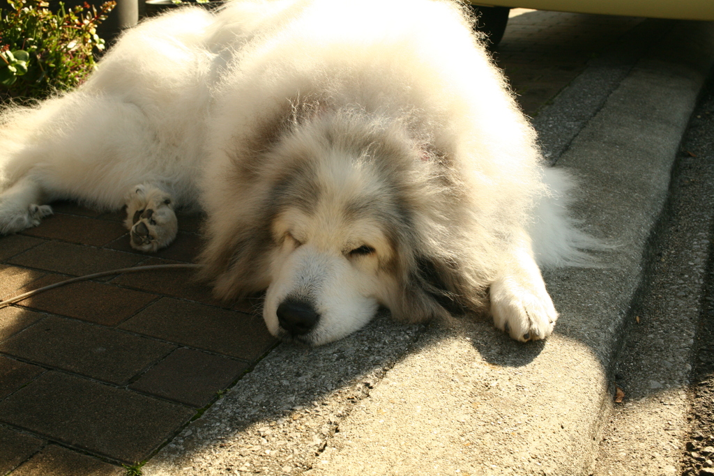 番犬してるココ様