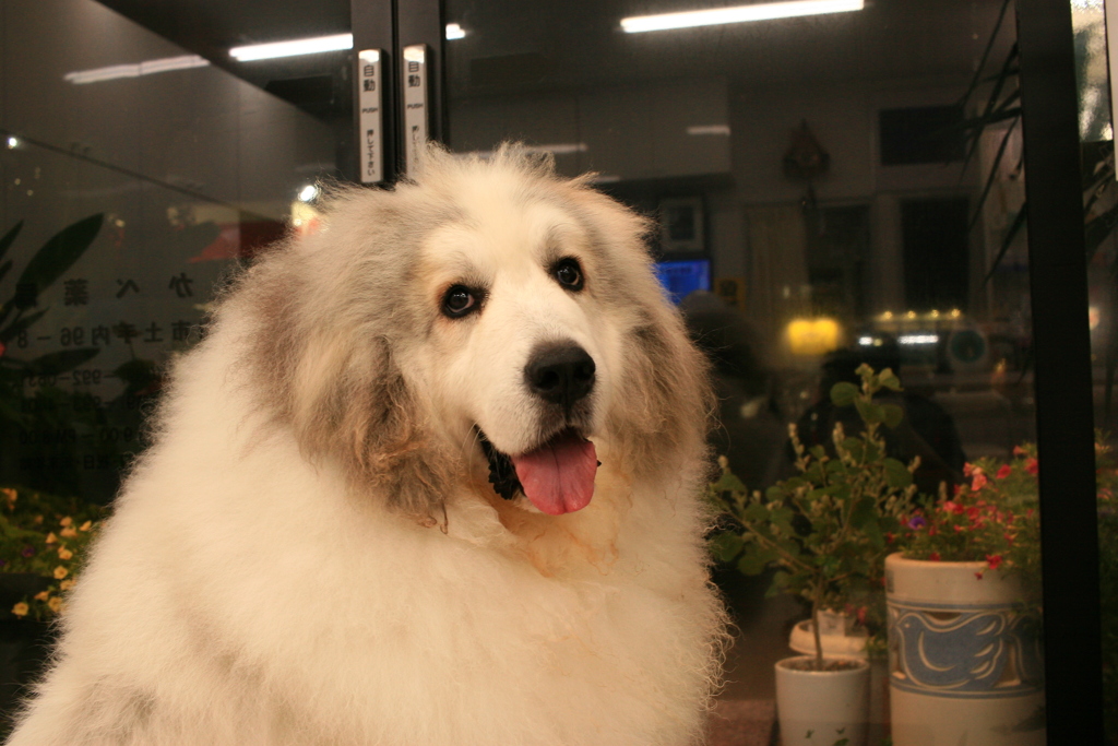 今日もかわいいココさん