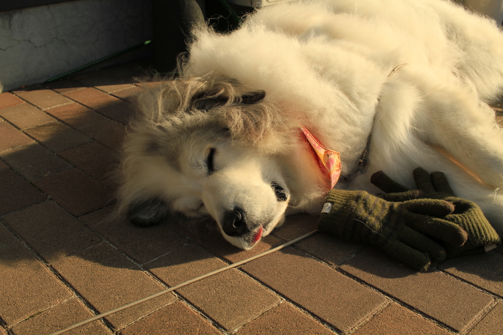 今日も番犬してるココ様
