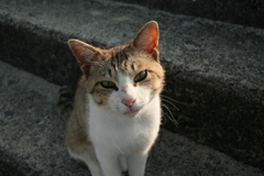 トム君