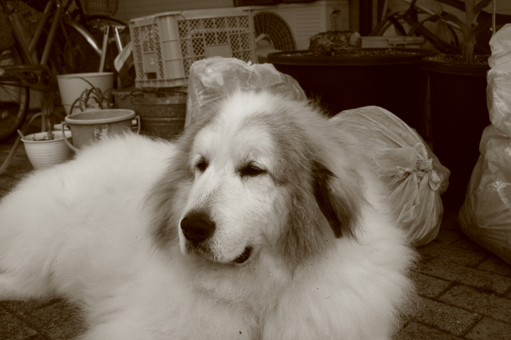 休日、ポニョポニョしてるココさん