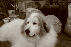 休日、ポニョポニョしてるココさん