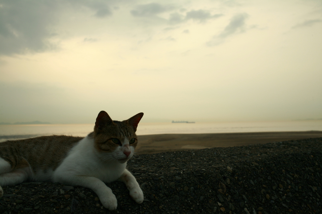 トム君と海