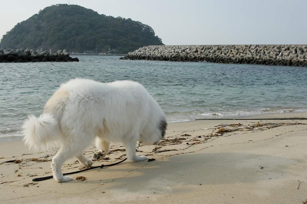 ココちゃんを散歩に連れ出す