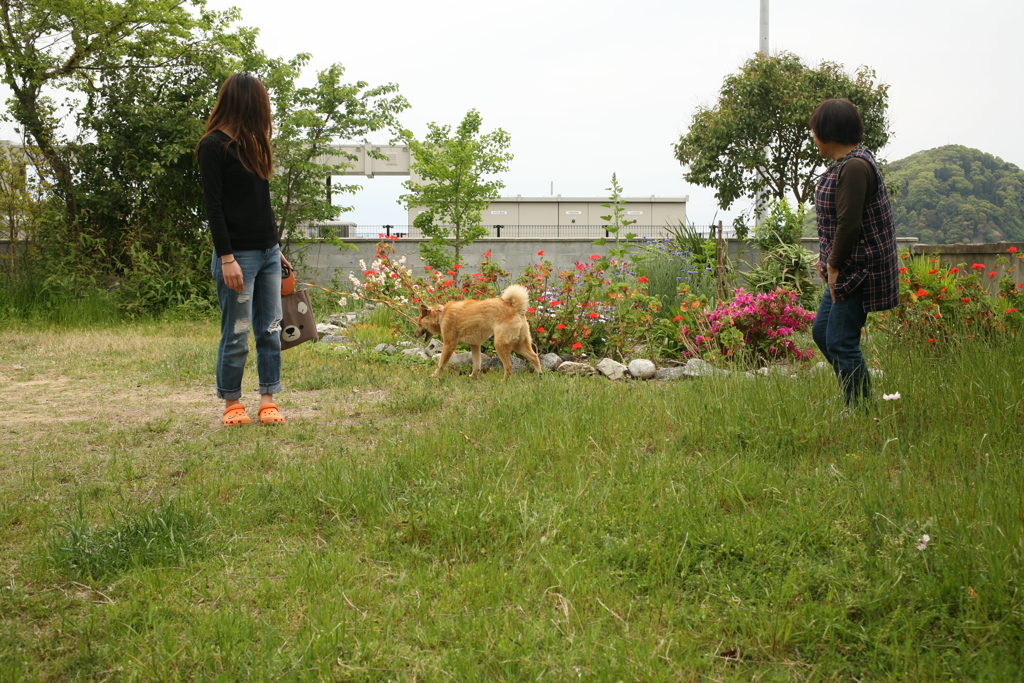 イブちゃんがお散歩中