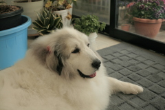 夕方もお店番してるココさん