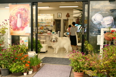 お店番してるココさん