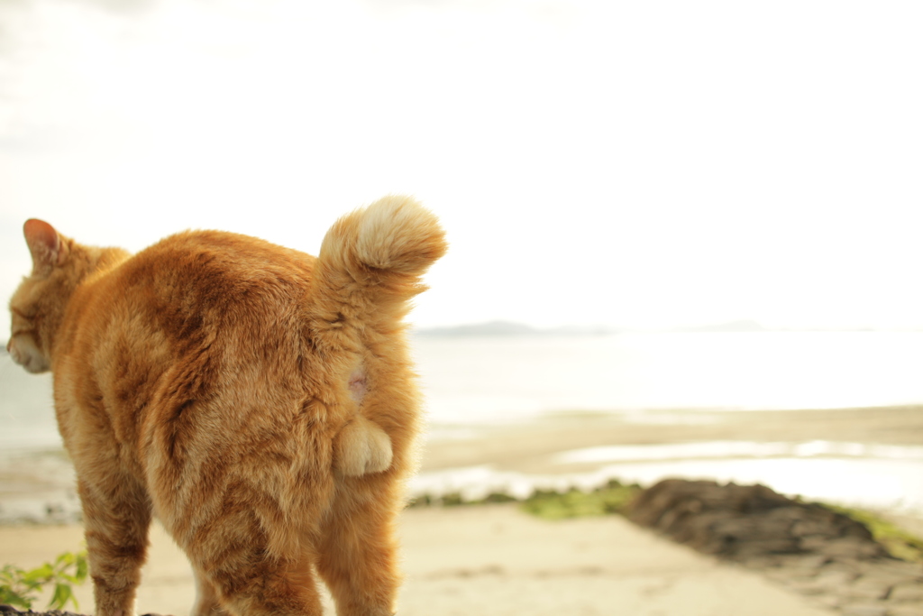 まるちゃんのキンタマ