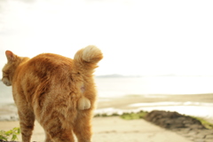 まるちゃんのキンタマ