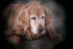 ホルガトイレンズにて