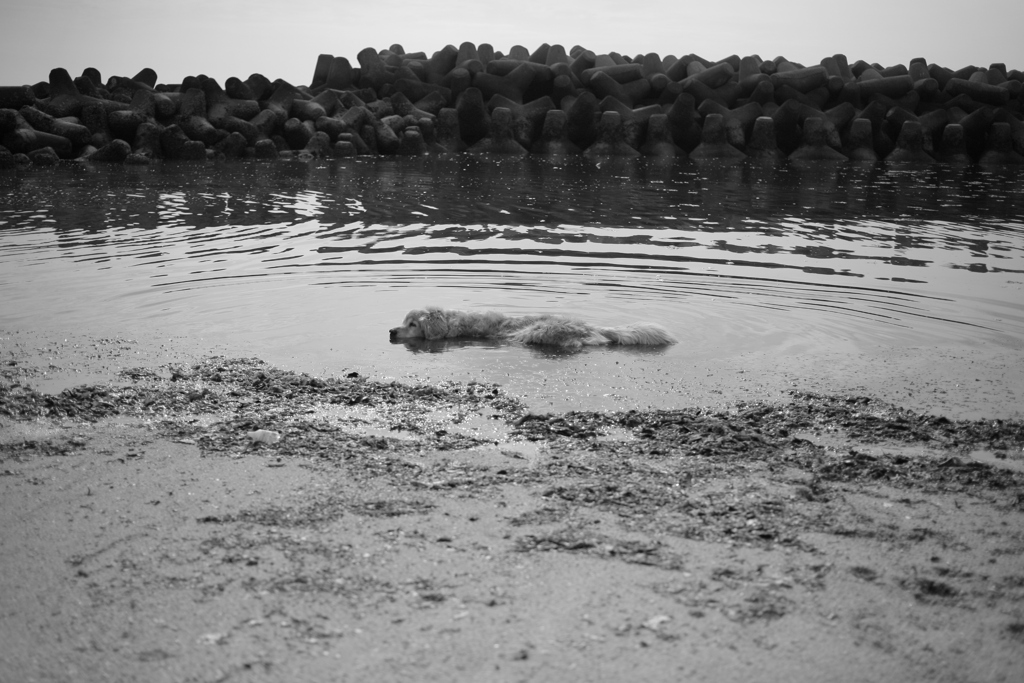 未知の生物ネッシーなみゅうちゃん