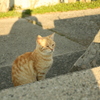 にゃんこ