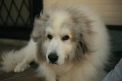 今日も真っ白なココ様