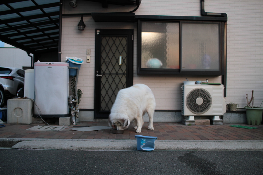 晩御飯を食べてるココちゃん