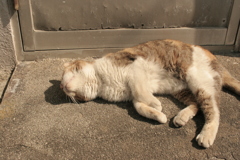 ミケさん