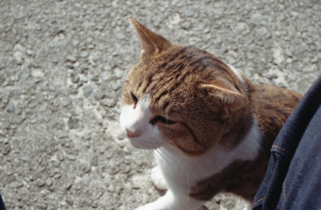 img184