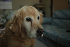 お宿番してるみゅうちゃん