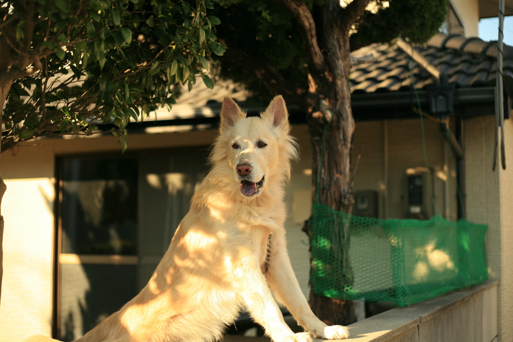 今日も番犬してるダイちゃん
