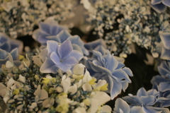 ココさん所の花