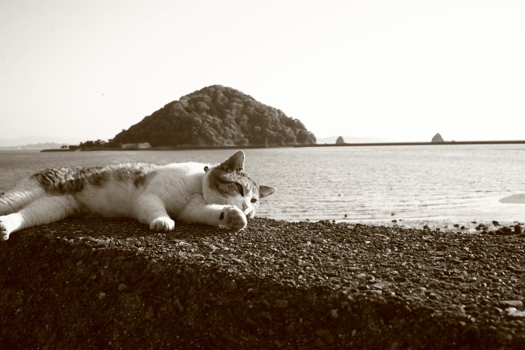 ケガしてばっかりのトム君