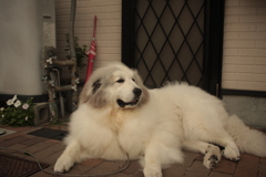 番犬してるココ様