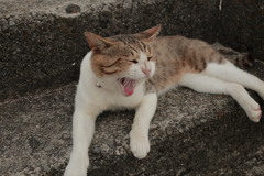 今日も元気なトム君