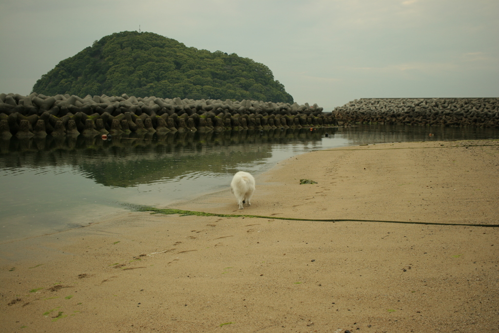 ココちゃんとお散歩