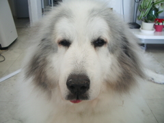 お昼もお店番してるココ様