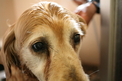 海で泳いだからシャンプーしてもらうみゅうちゃん